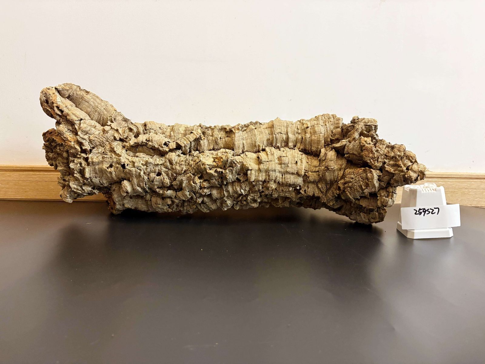 コルク板 バージンコルク