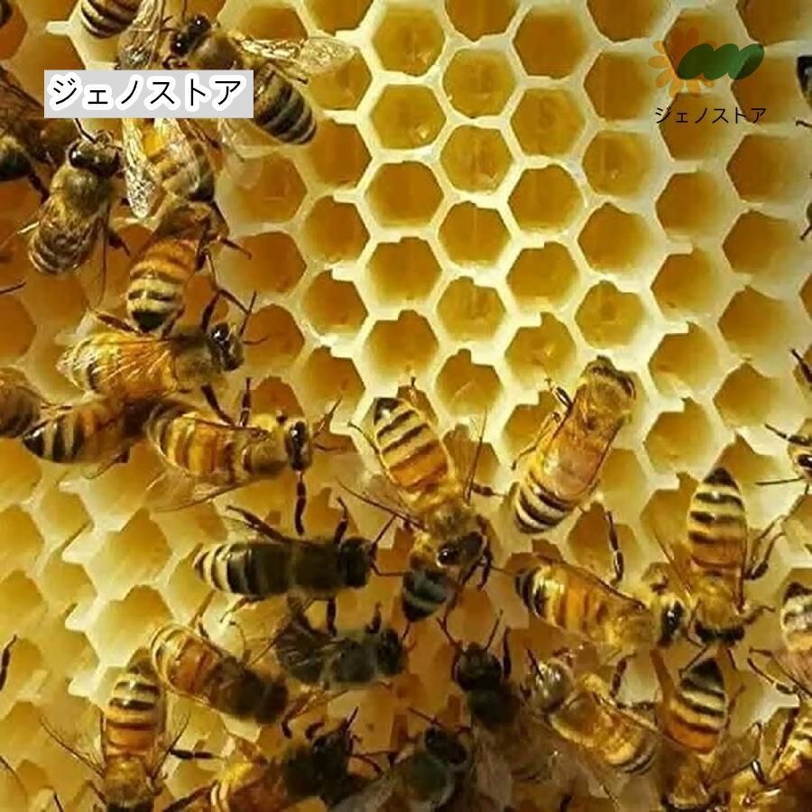 人気推薦◆ミツバチ 巣箱 蜜蜂巣箱 4|6|7個 フローハイブ 蜂巣 巣脾 巣礎 巣枠 ミツバチ巣 自流蜜蜂巣 採蜜器 蜜蜂飼育 ミツバチ飼育 自動ハチミツ採取 Bees Hives 養蜂器