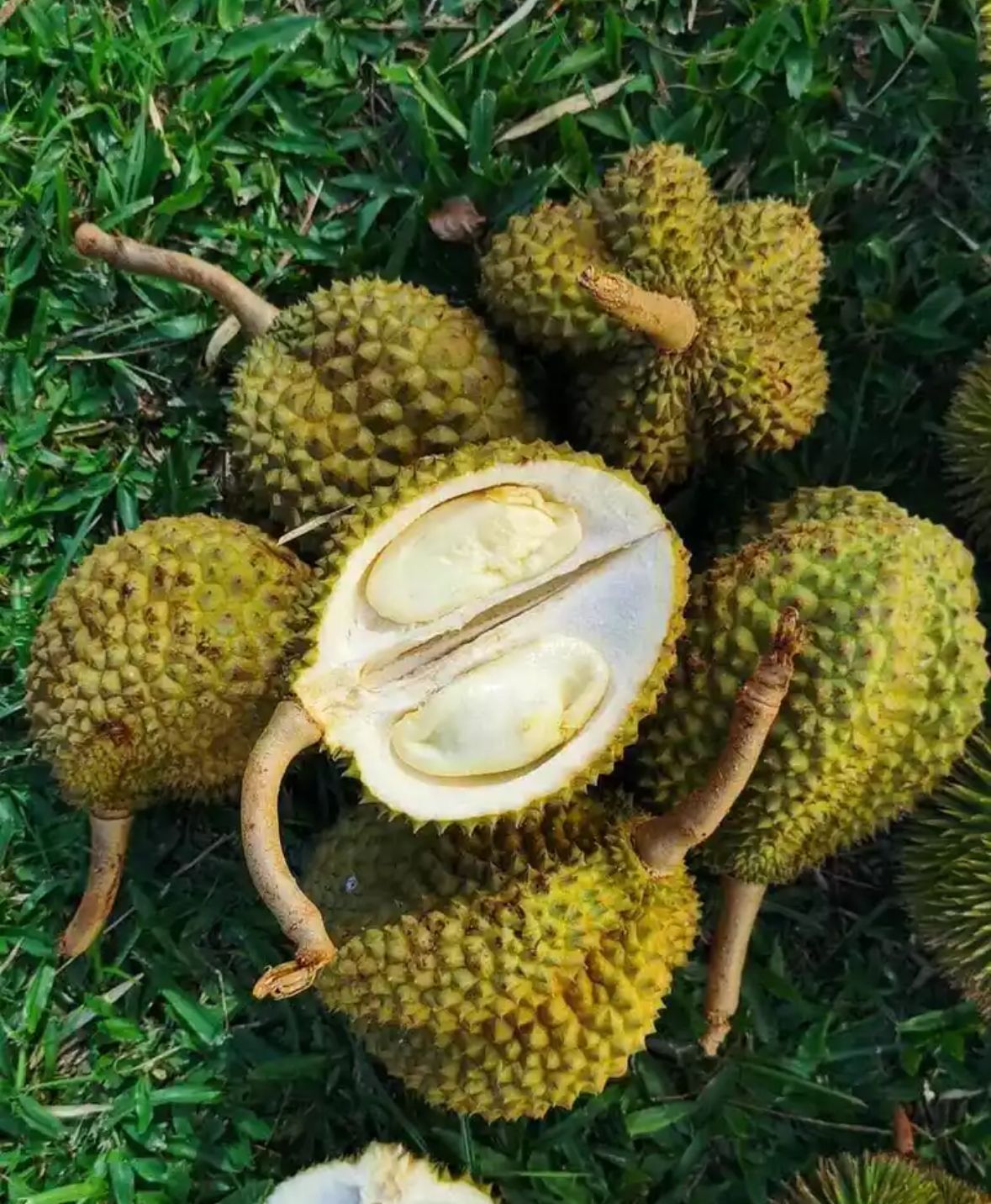 ドリアン苗Durio kutejensisドリアン激レア品種Durio Kutejensis 苗