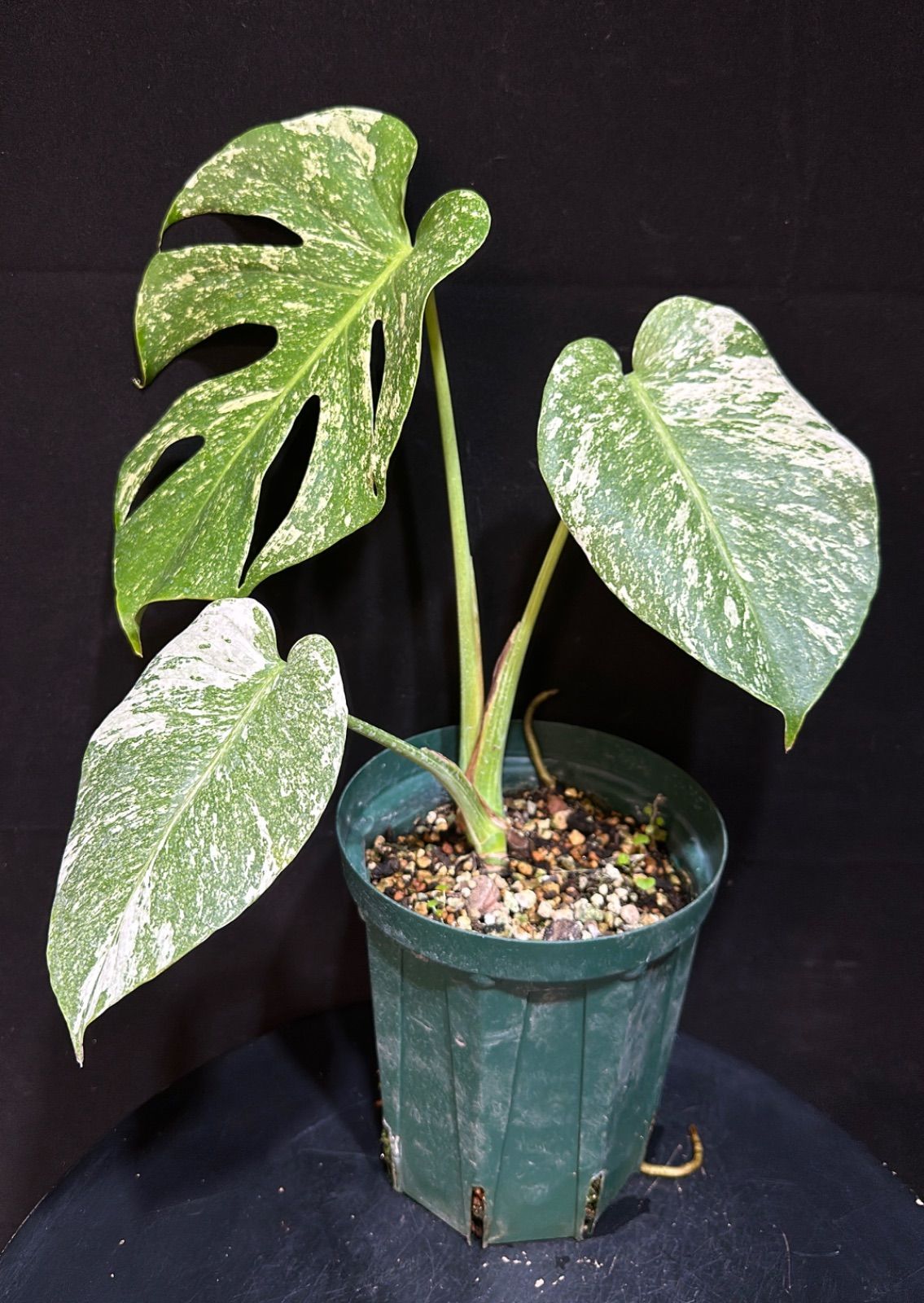 大型リドレイ★板付き★ビカクシダコウモリラン★ridleyiワイルド ビカクシダ☆大型リドレイ☆板付き☆コウモリラン☆ridleyiワイルド