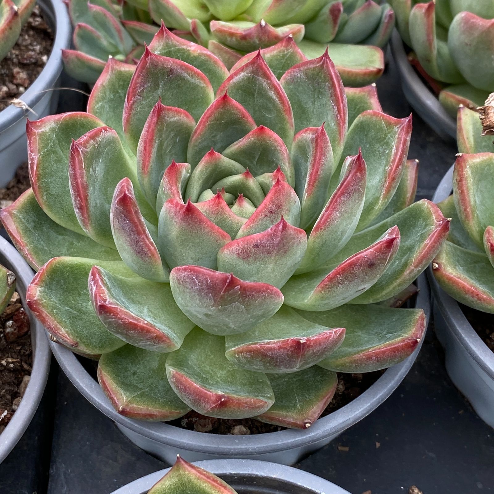 NGN1434×35 フローラ単頭 抜き苗 多肉植物 アエオニウム エケベリア 韓国苗