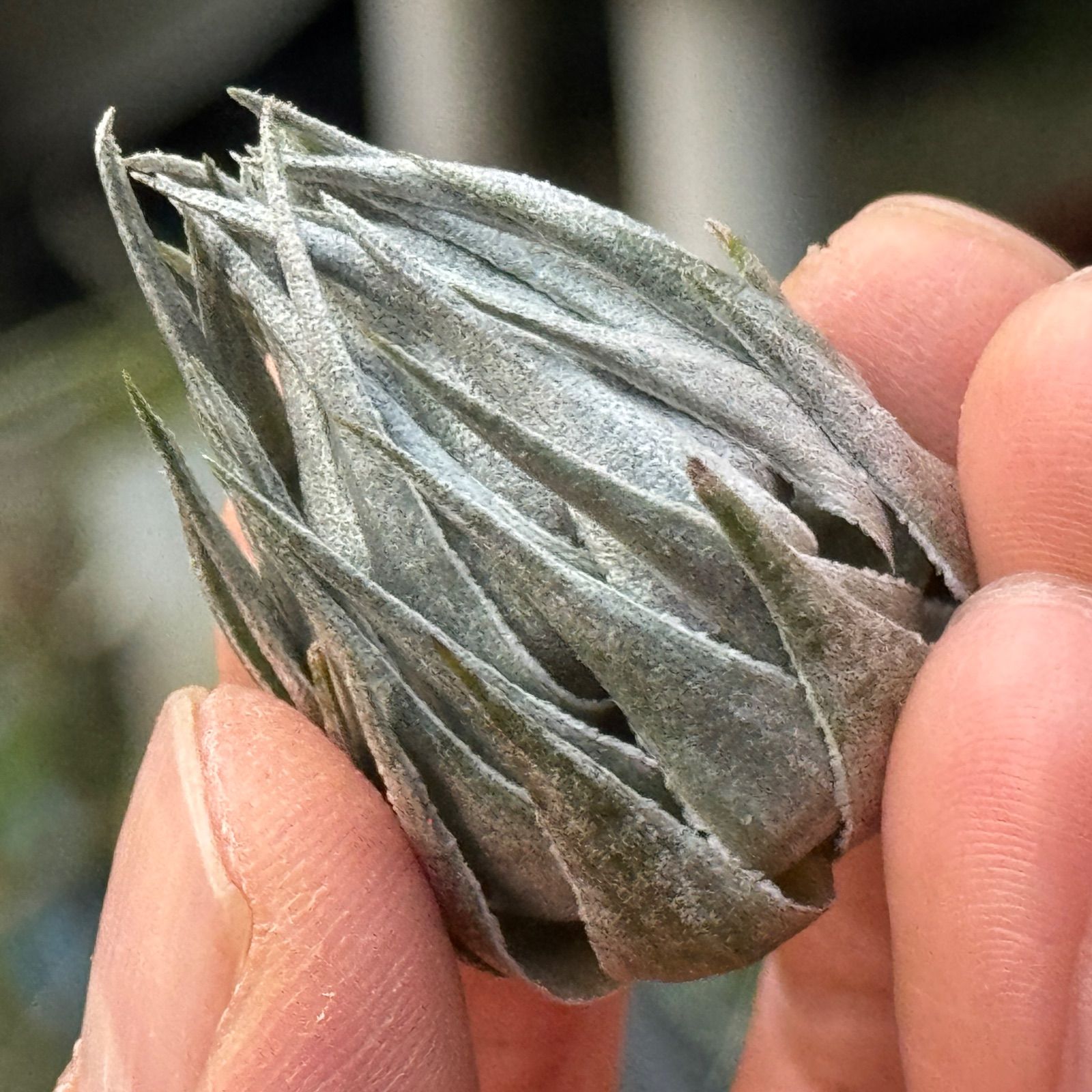 kautskyi＊エアプランツ