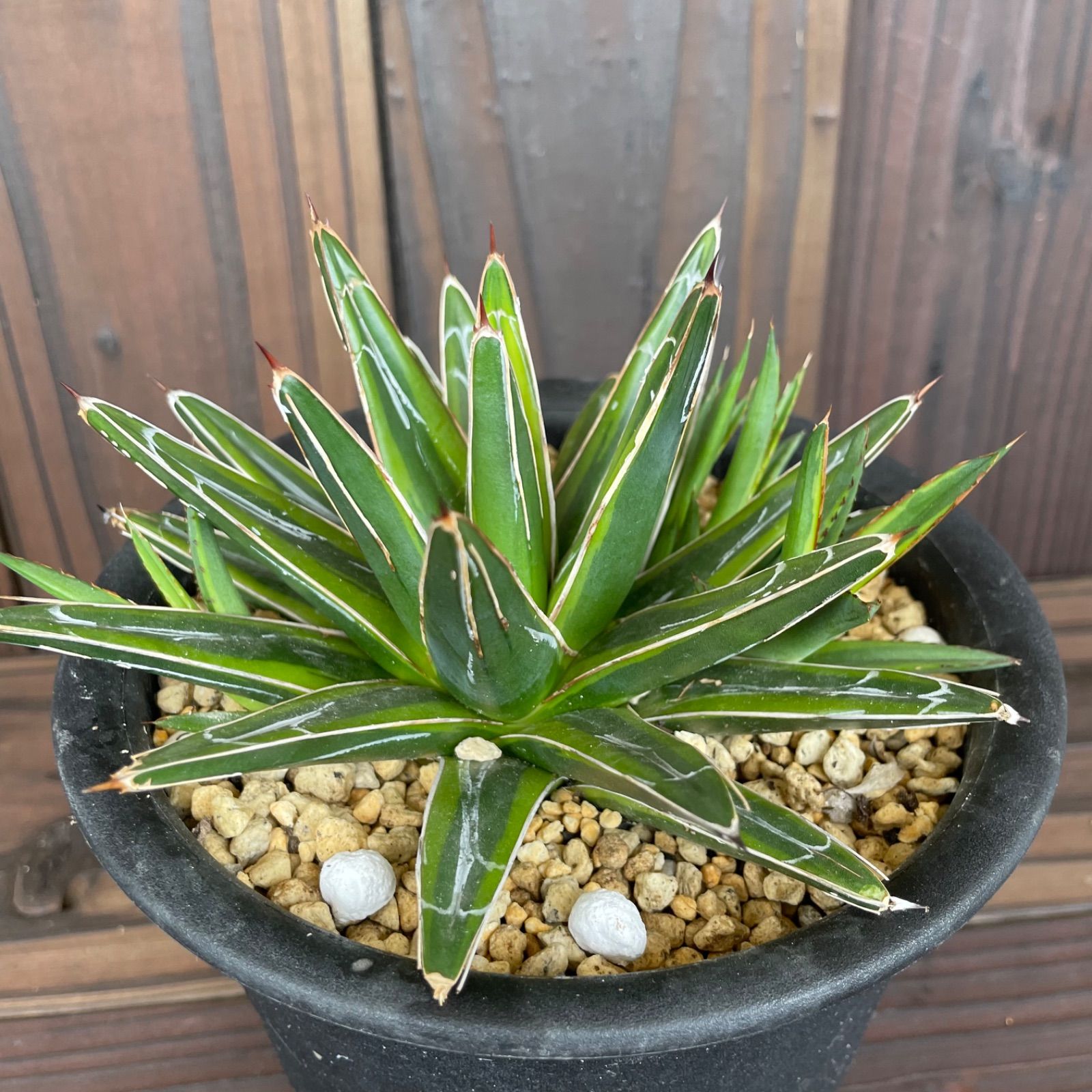 メルカリshops アガベ 笹の雪 黄覆輪 9710 A 多肉植物 観葉植物