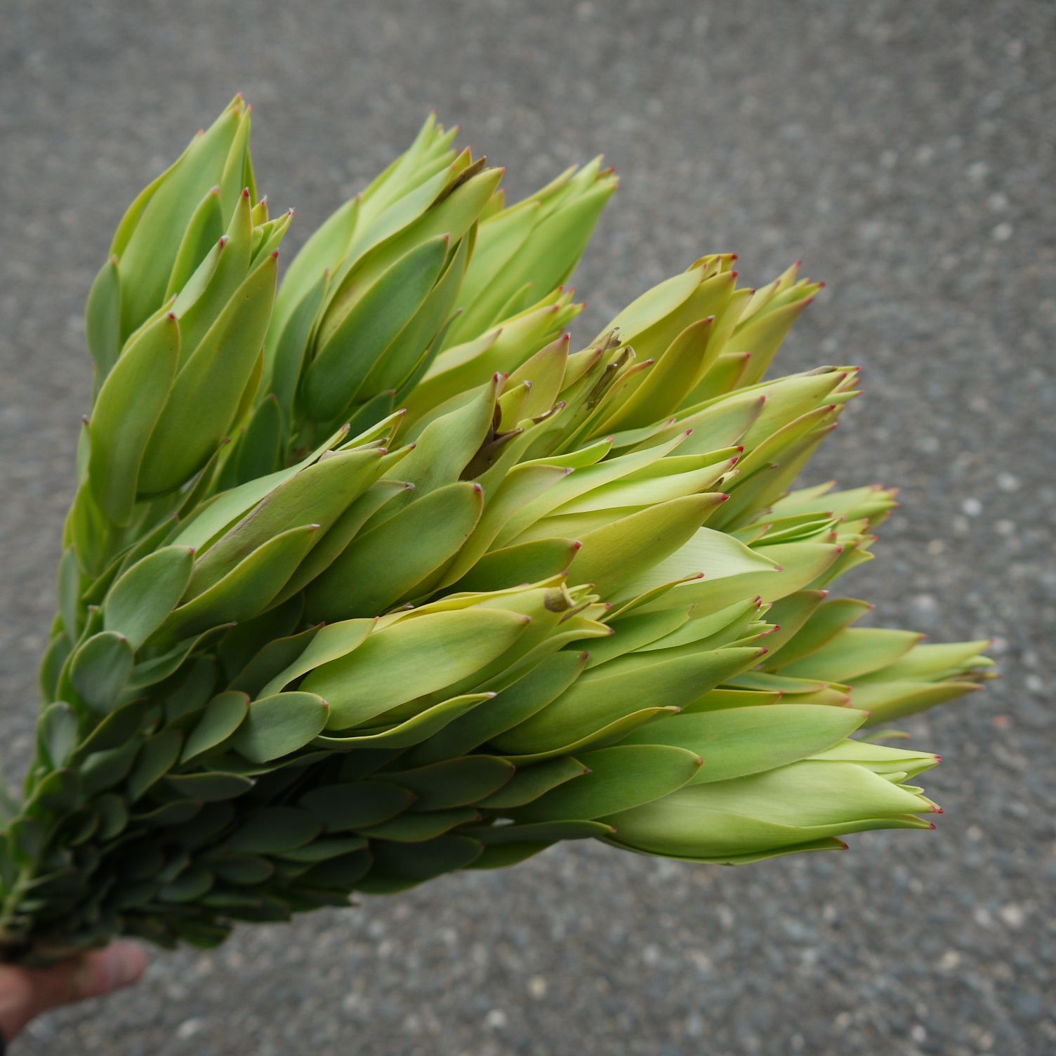 リューカデンドロン アフリカンチューリップ 50cm 25本 送料込み 276