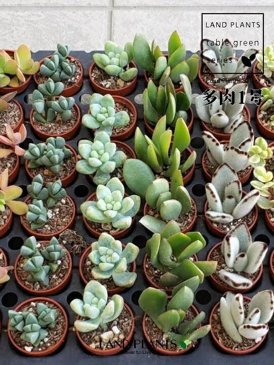 1号苗×1鉢】 多肉植物 1号 （おまかせ品種） セダム エケベリア