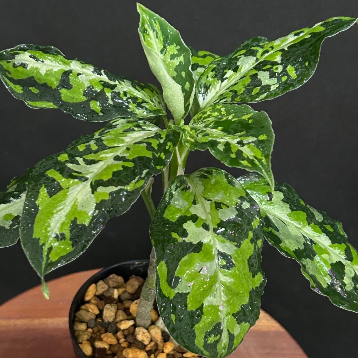 アグラオネマピクタム トリカラーaglaonema pictum アチェ産 - 植物 