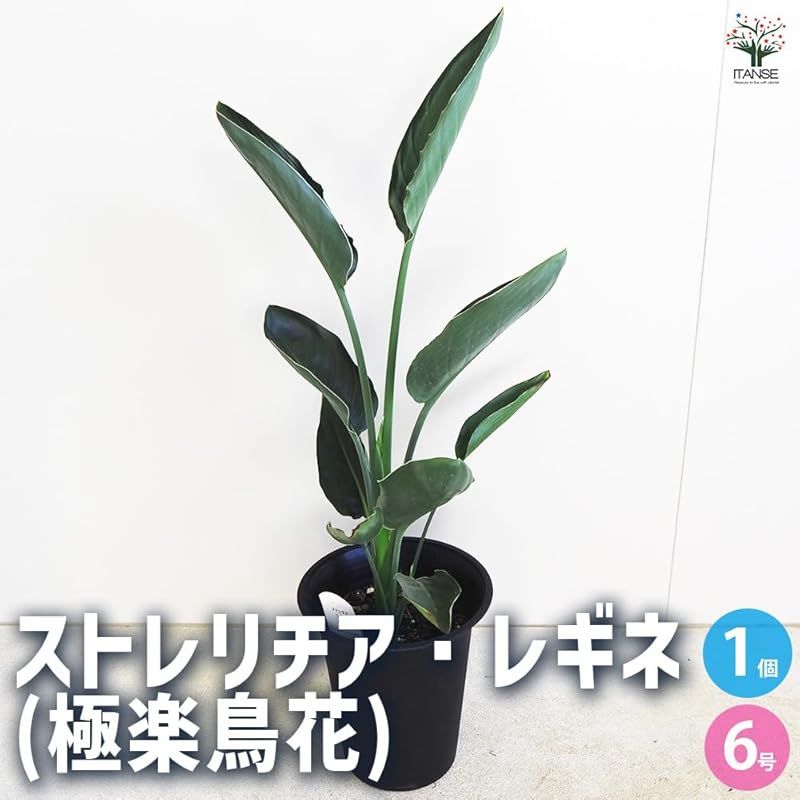 ＩＴＡＮＳＥ ストレリチア レギネ 楽鳥花 6号 1個売り 品種で選べる観葉植物 バショウ科 ゴクラクチョウカ科 ストレリチア属 ゴクラクチョウカ属 非耐寒性常緑多年草 別名 ゴクラクチョウカ Bird of paradise●オレンジと青と赤の