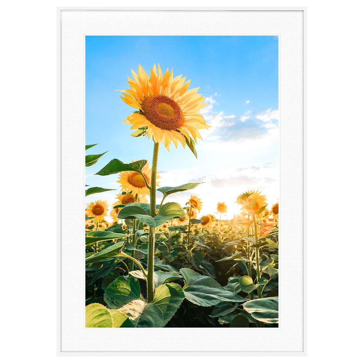 ひまわり 絵 人気 フレーム サイズ 夏 甲子園 記念 激安 レア絵 夏