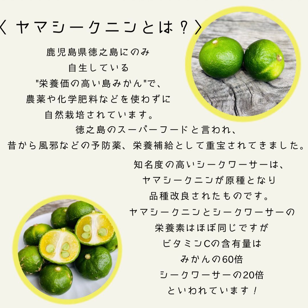 徳之島産】ヤマ・シークニン シークワーサー 鹿児島県徳之島産 無農薬