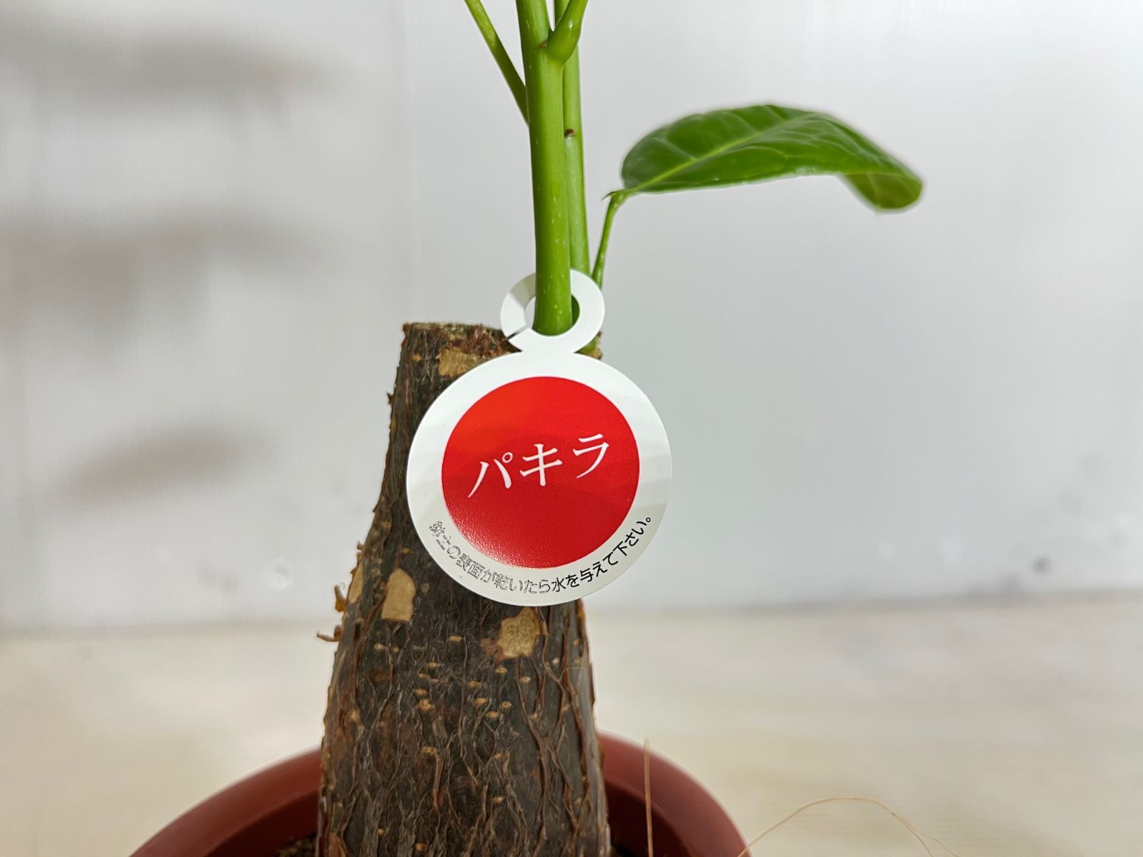 観葉植物】パキラ【送料無料】12cmプラ鉢 高さ0.5m 幅0.4m 人気