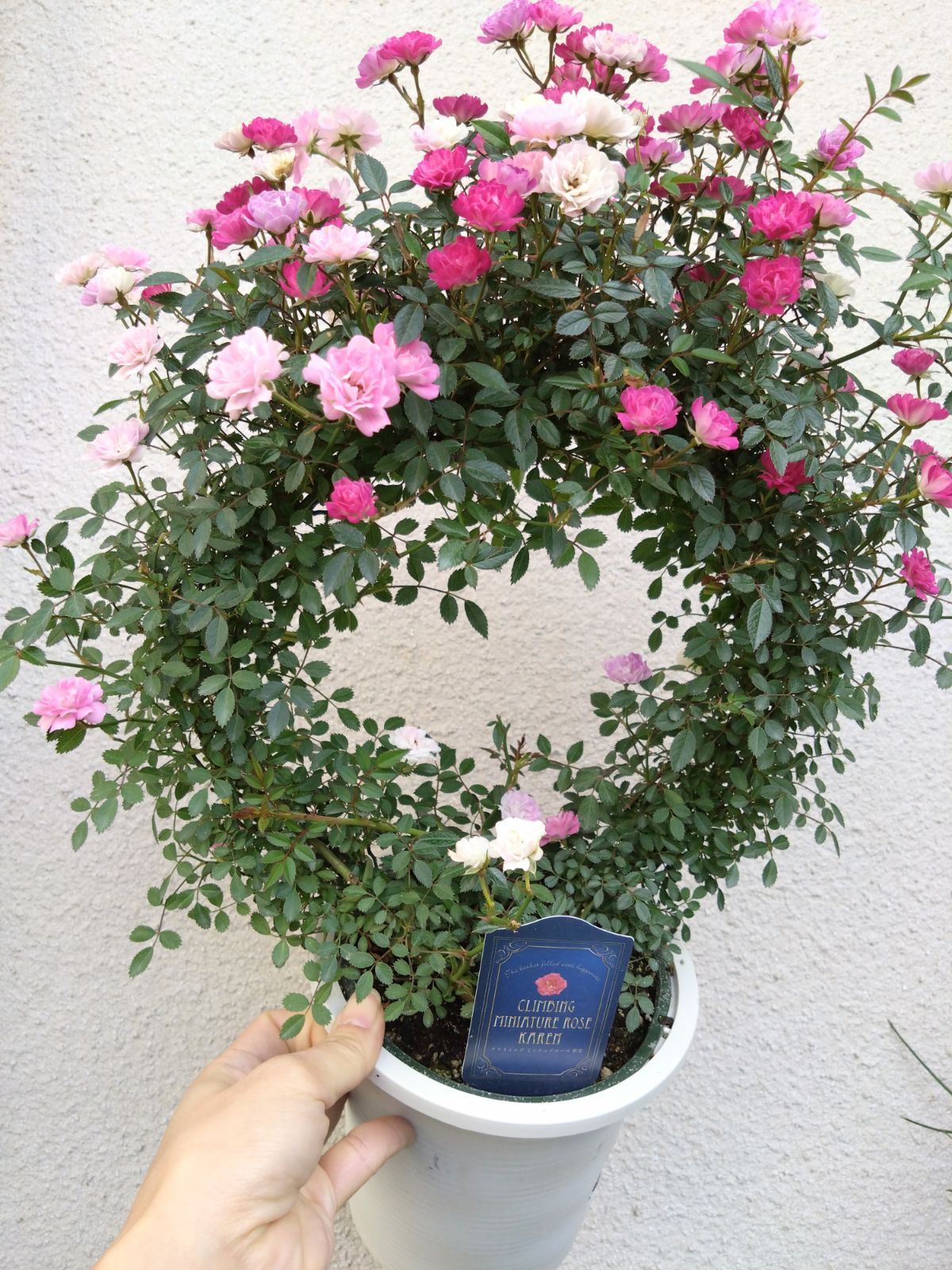 処分品】クライミングローズ つる薔薇 花恋 - メルカリ