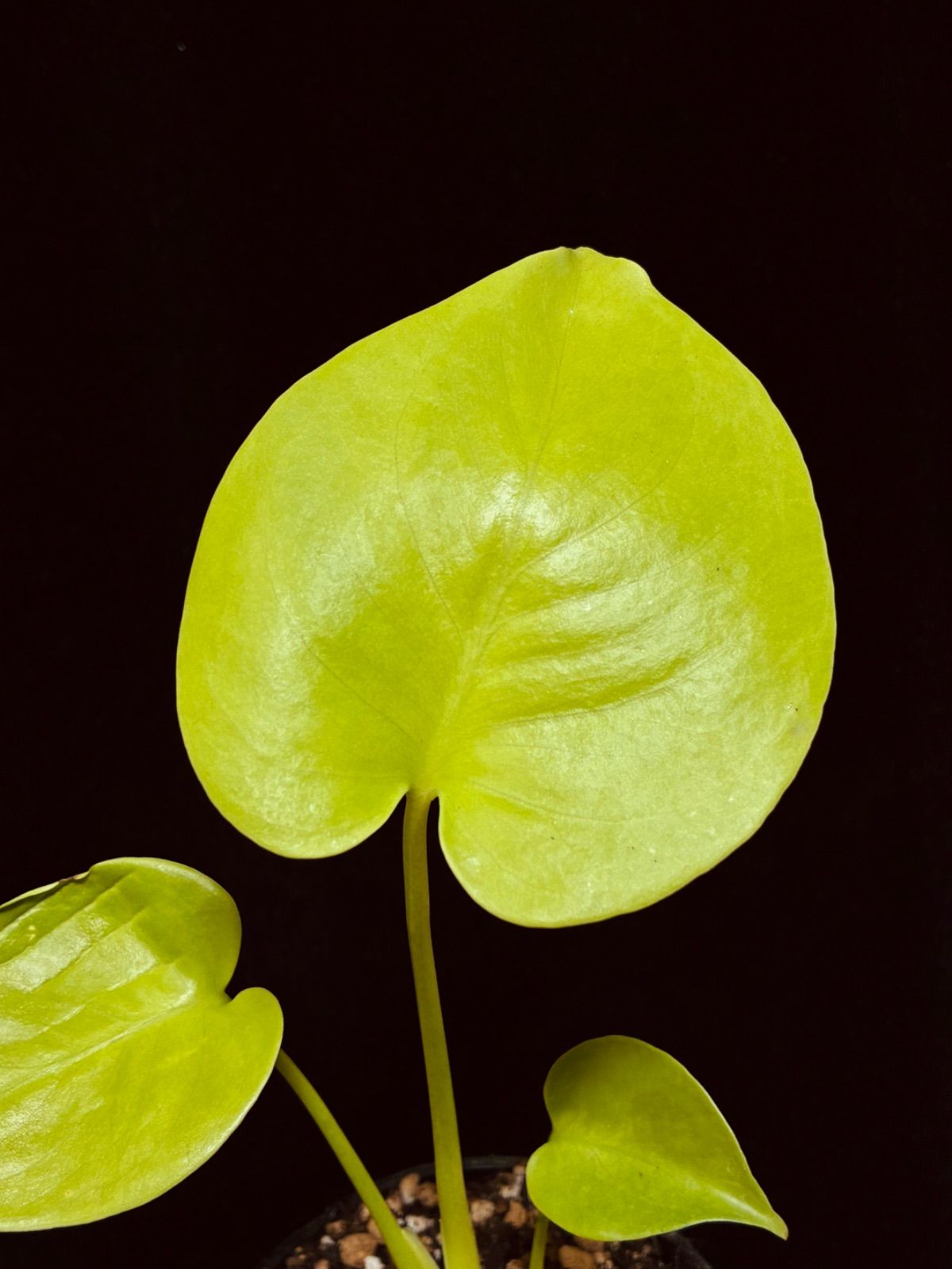 モンステラ デリシオーサ Monstera deliciosa 'Gold Monster' 新種