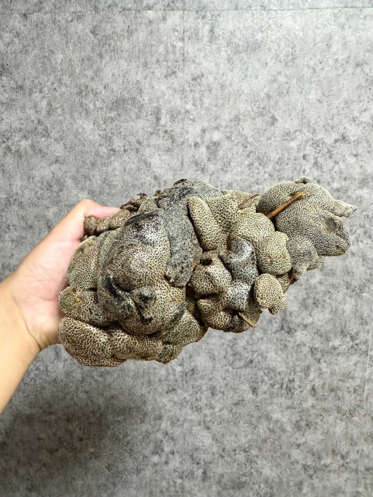 蟻植物 Lecanopteris lomarioides 板付 ▽Lecanopteris Spp