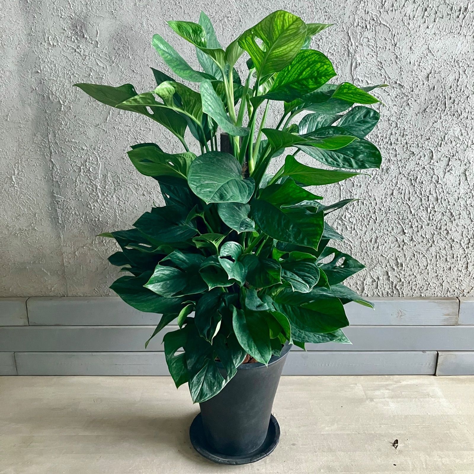 テラコッタ鉢植え