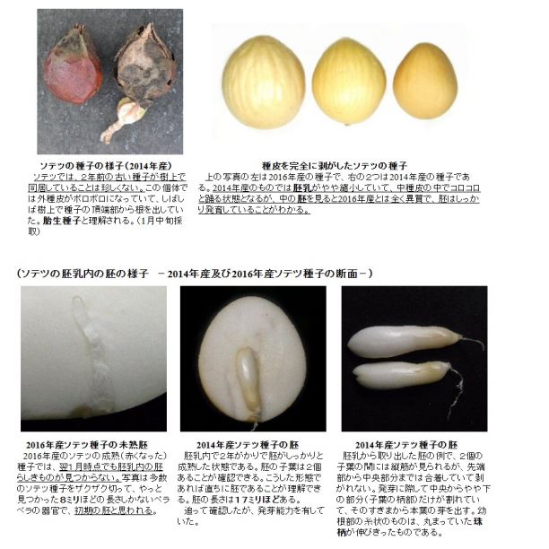 タイシルバー