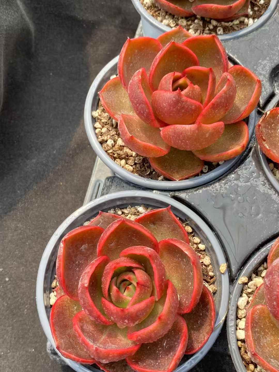 18株の抜き苗セット】レッドライト 多肉植物 佐川急便発送 エケベリア