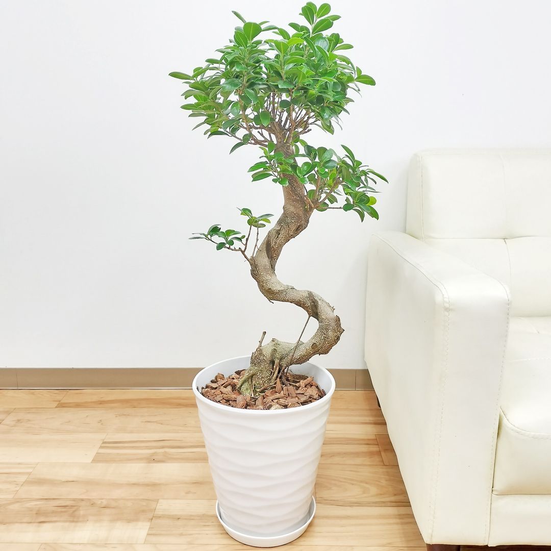 現品販売②】ガジュマル 曲がり仕立て 観葉植物 ホワイト陶器鉢