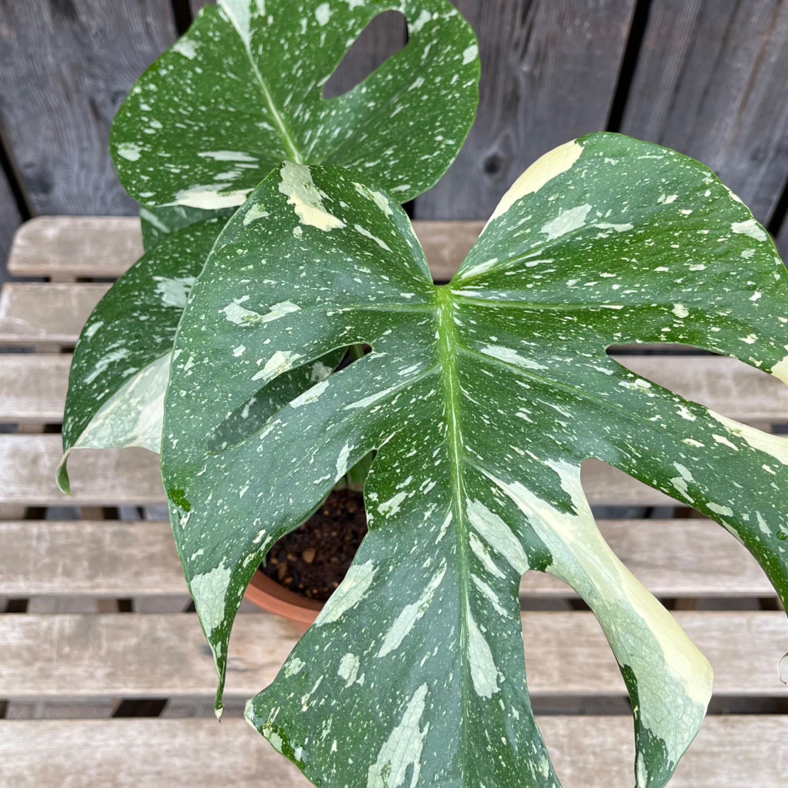 モンステラ　タイコンステレーション　6号 斑入り モンステラ タイコンステレーション 6号鉢 ザ・ファーム