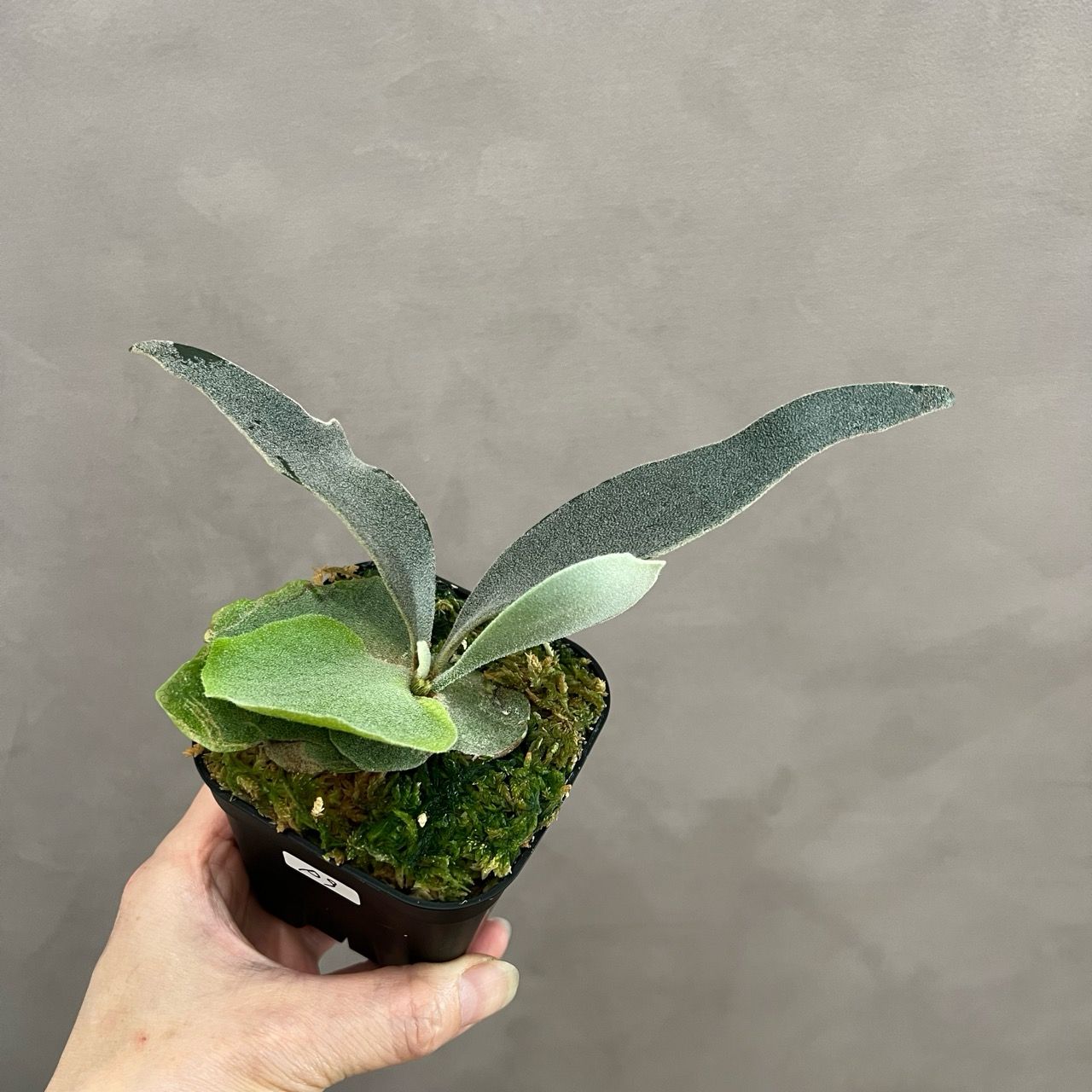 観葉植物/ビカクシダ（コウモリラン）：ホワイトホーク4号ポット ザ