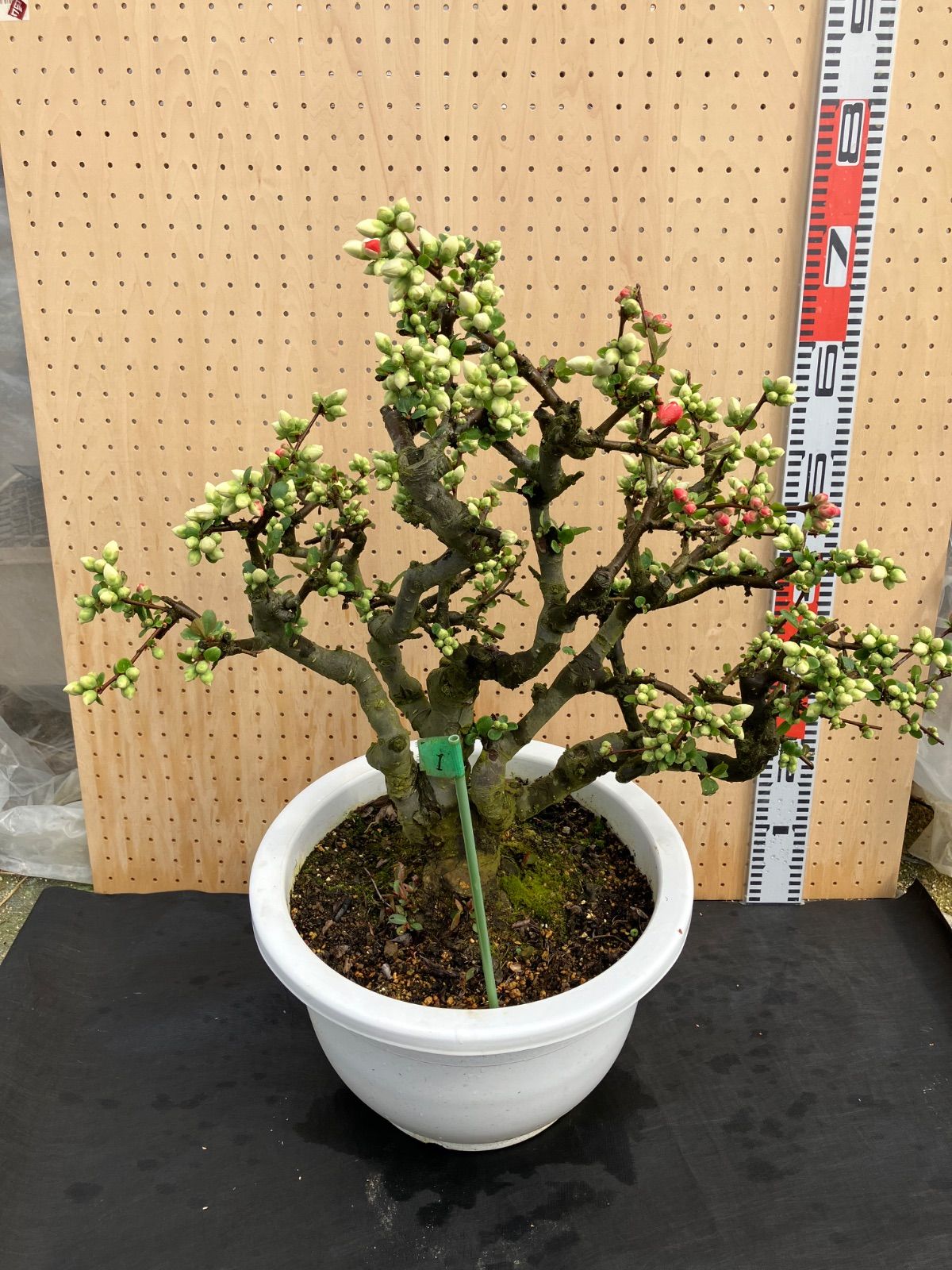 大品ボケ( 日月星)盆栽 園芸ネット本店｜ボケ（木瓜）：日月星（