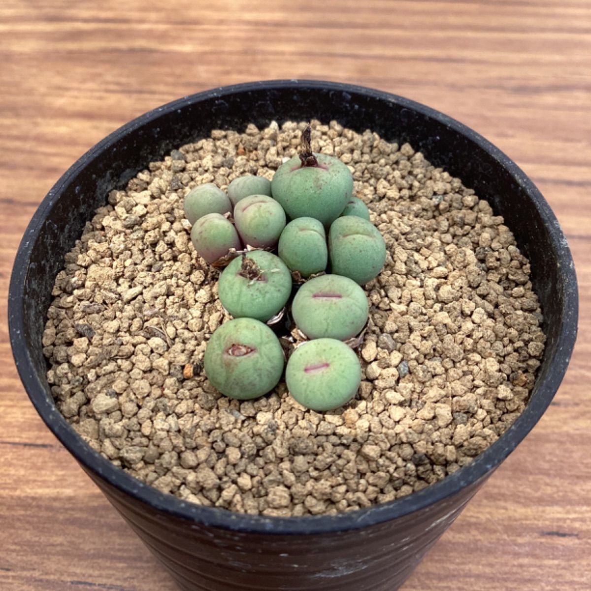 多肉植物 コノフィツム パゲアエ - メルカリ