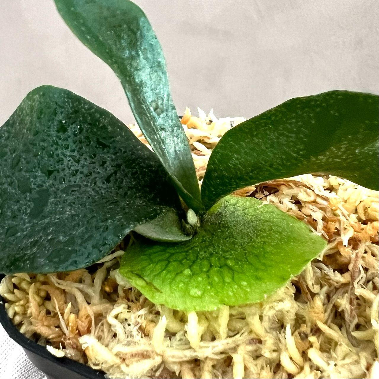 ビカクシダ　yellow moon dwarf sporeling yellow moon sporeling dwarf ビカクシダ ドワーフ ③yellow moon