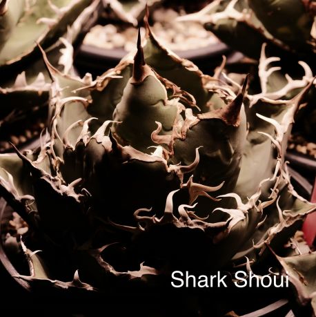 アガベ 子株付き シーザー チタノタ アガベ チタノタ シーザー ボール