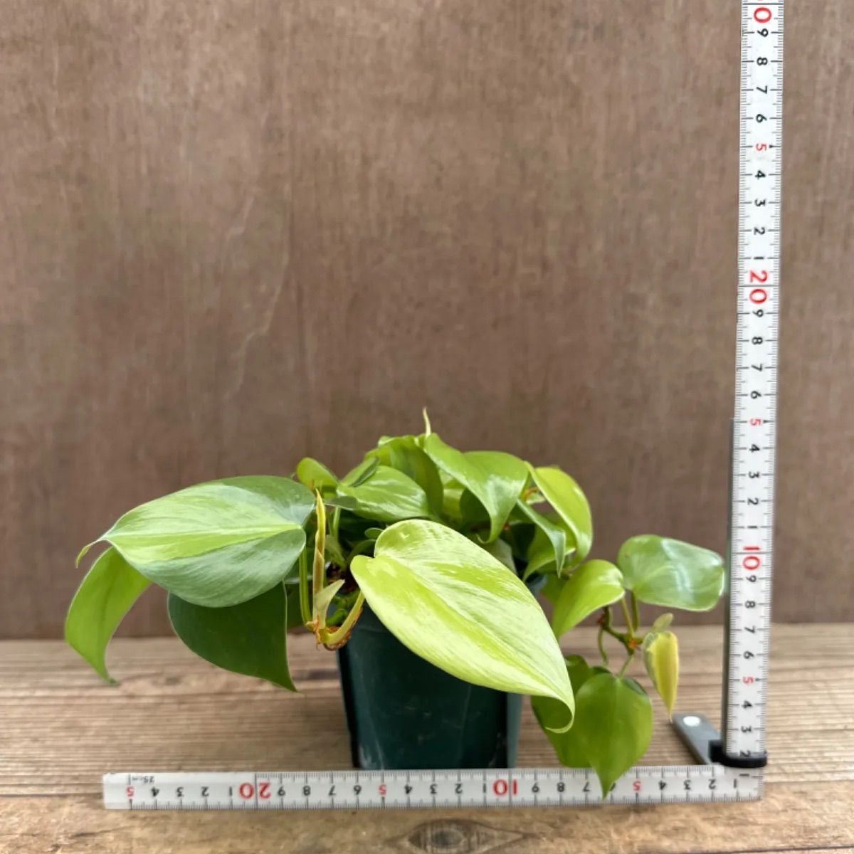 フィロデンドロン 5種類 5点セット 現品 Philodendron フィロデン