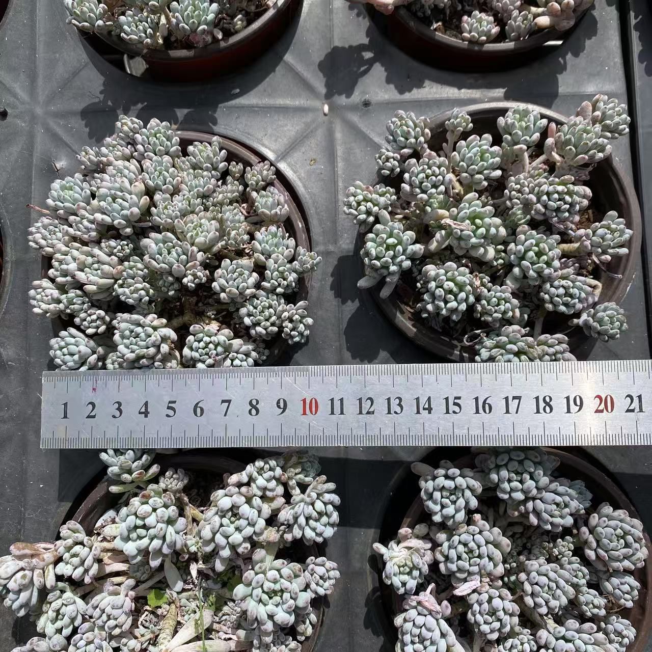 Top【選抜株】18610 18個 ブルードラゴン 鉢無し/脱土で出荷