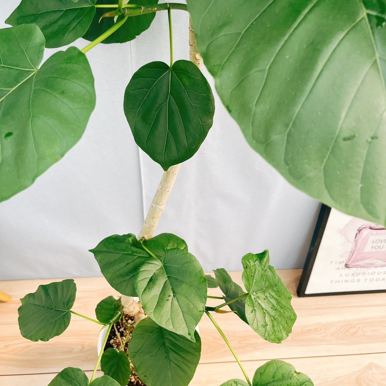 フィカス グランディス 7【現品】観葉植物 室内 大型 現品］【希少】13