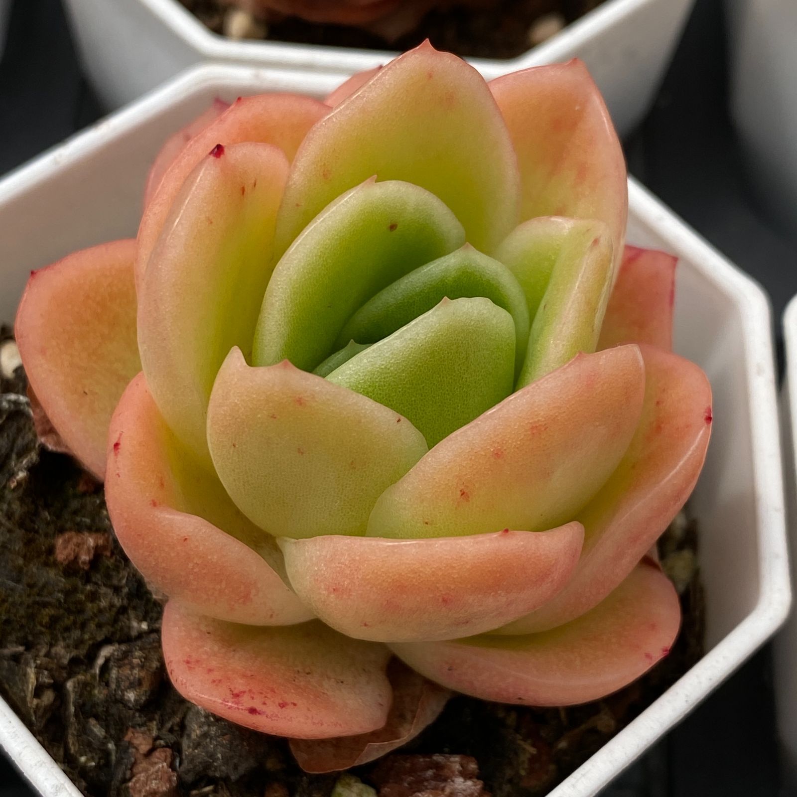 LB1339×50 ヒョウバラ 抜き苗 多肉植物 アエオニウム エケベリア 韓国苗