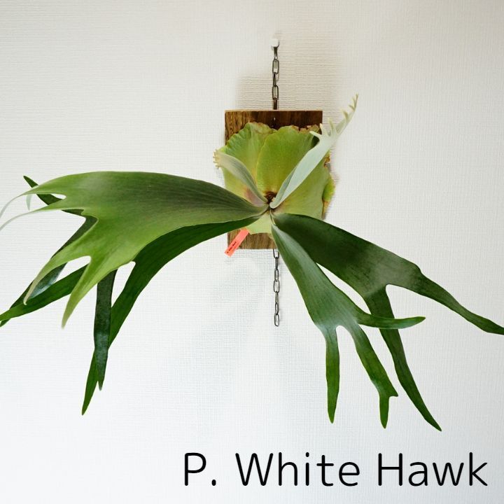 コウモリラン ビカクシダ ホワイトタイガーP. 'White Tiger'OC