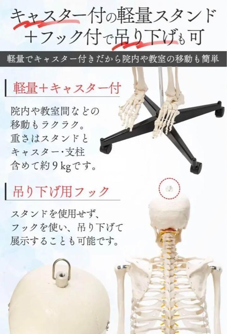 等身大！人体模型 170cm 神経根有り 全身骨格模型 骨格標本 【公式通販】