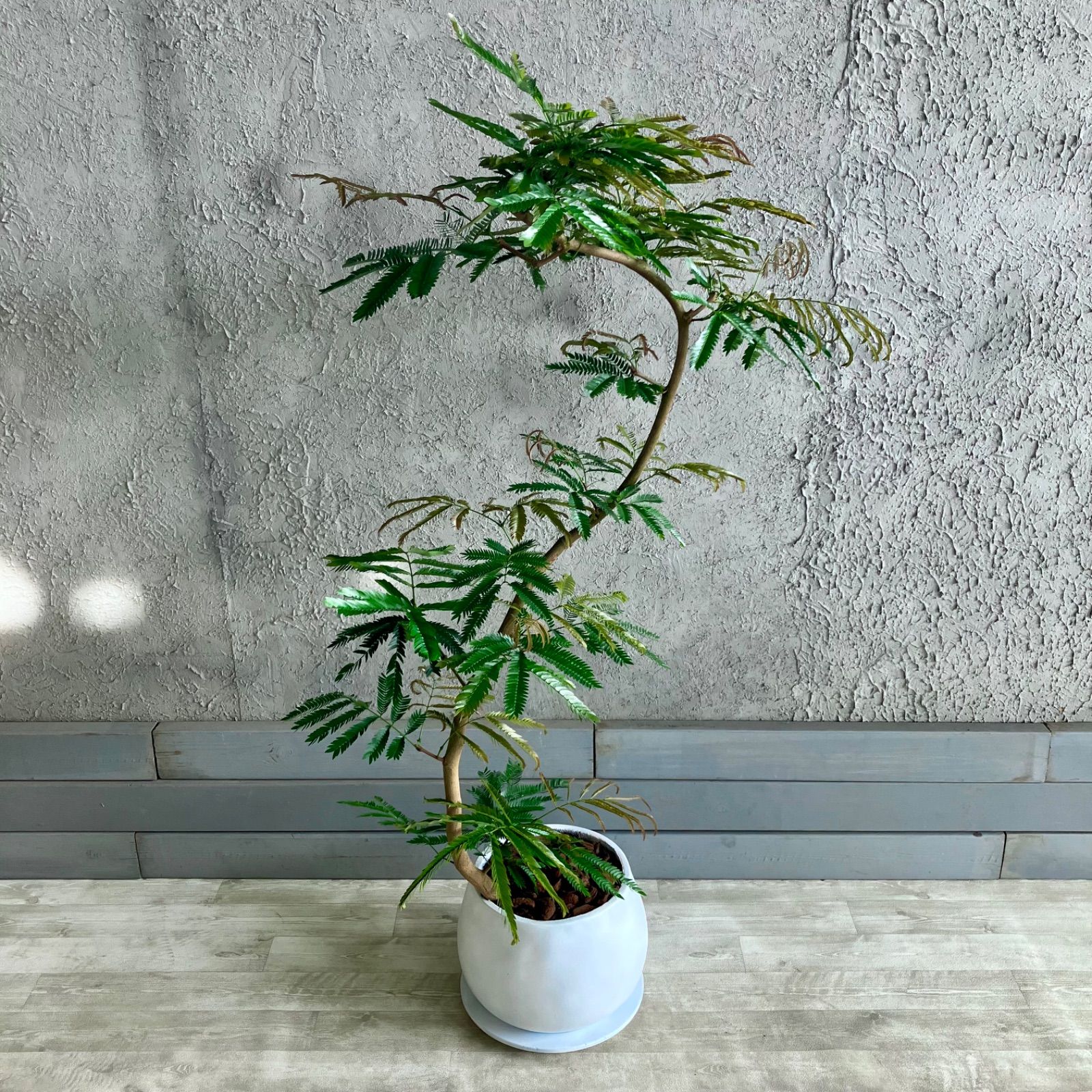 受け皿付き