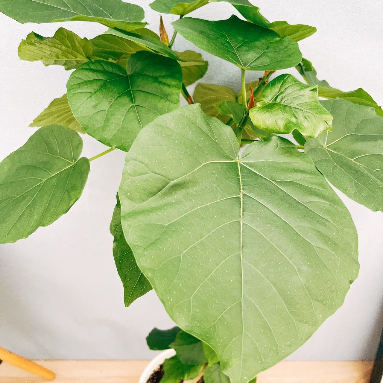 現品］10番 フィカスウンベラータ 曲がり 8号 観葉植物 室内