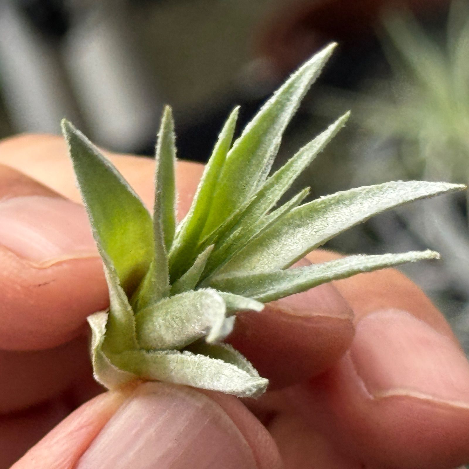 チランジア ロゼイフローラ チランジア ロゼイフローラ×ベルニコーサ