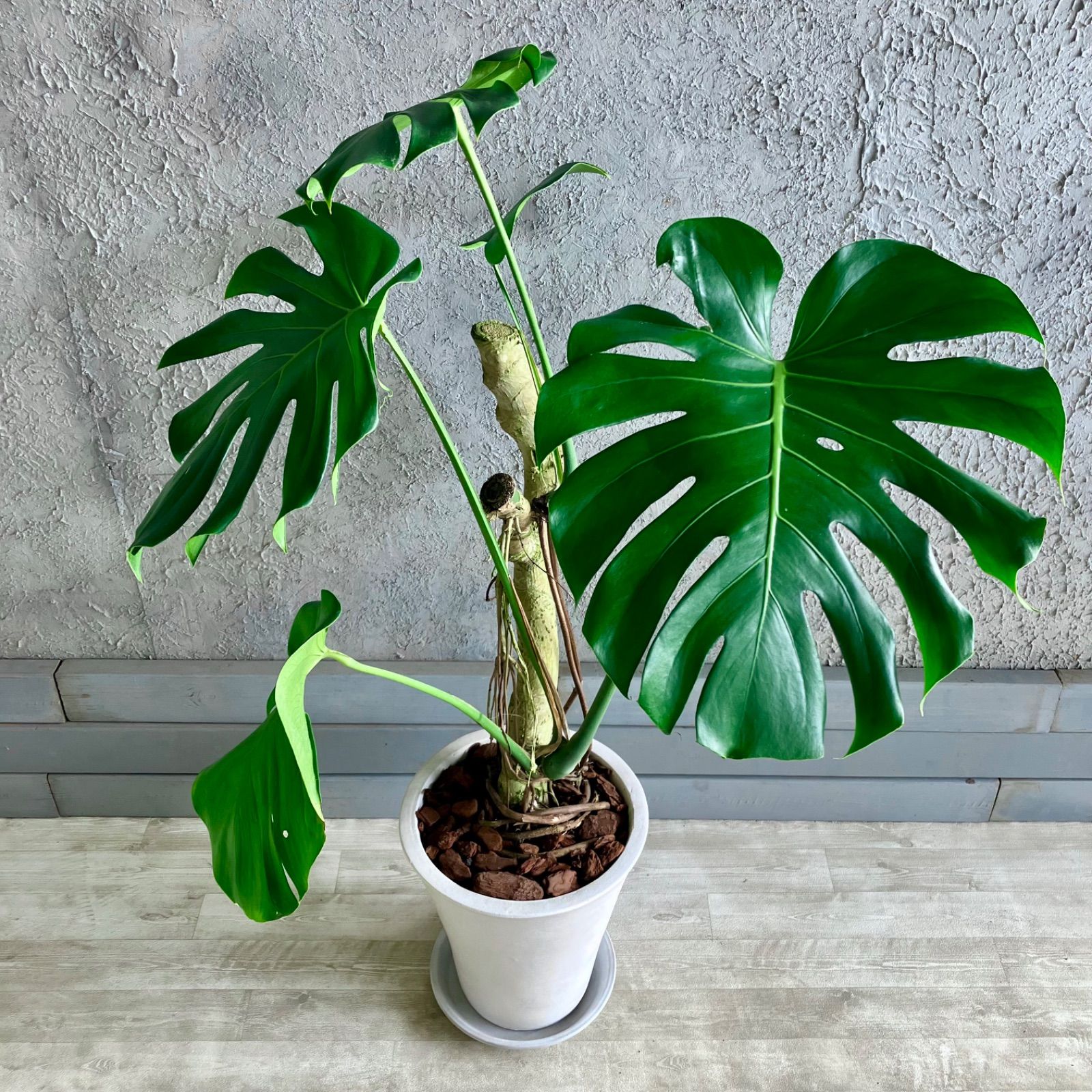 大型 幹太 根上がり モンステラ デリシオーサ 9号 テラコッタ鉢植え