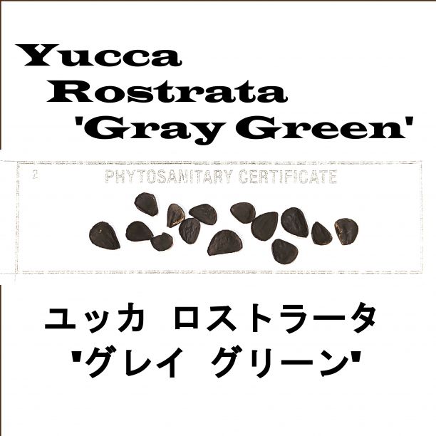 6月入荷 50粒+ ユッカ ロストラータ グレイグリーン 種 種子 証明書