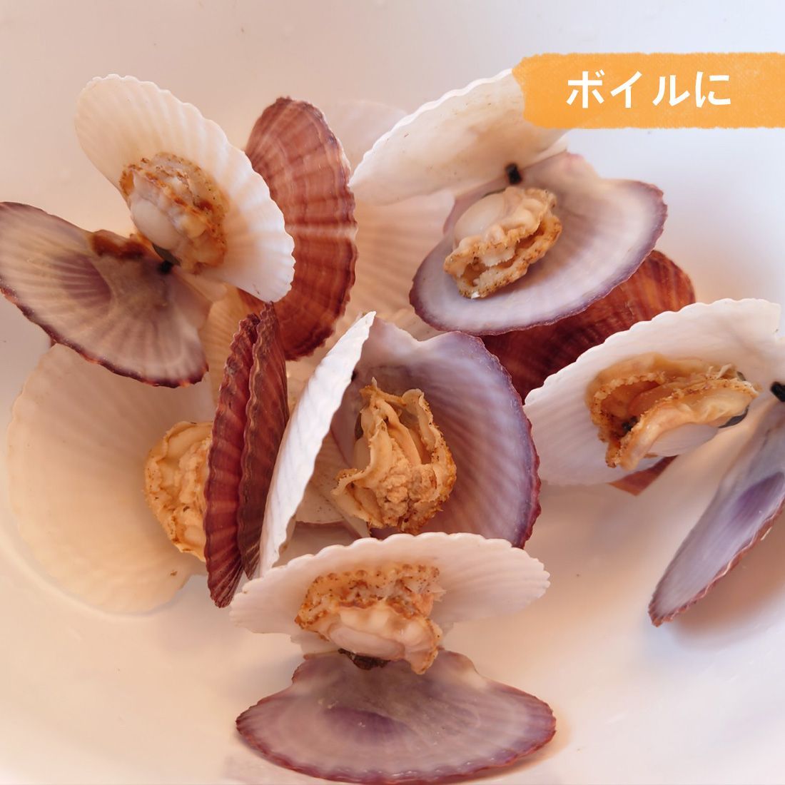 活ホタテ‼️北海道噴火湾産‼️5キロ‼️ 活ホタテ‼️北海道噴火湾産‼️5キロ‼️ ほたて2年貝5k