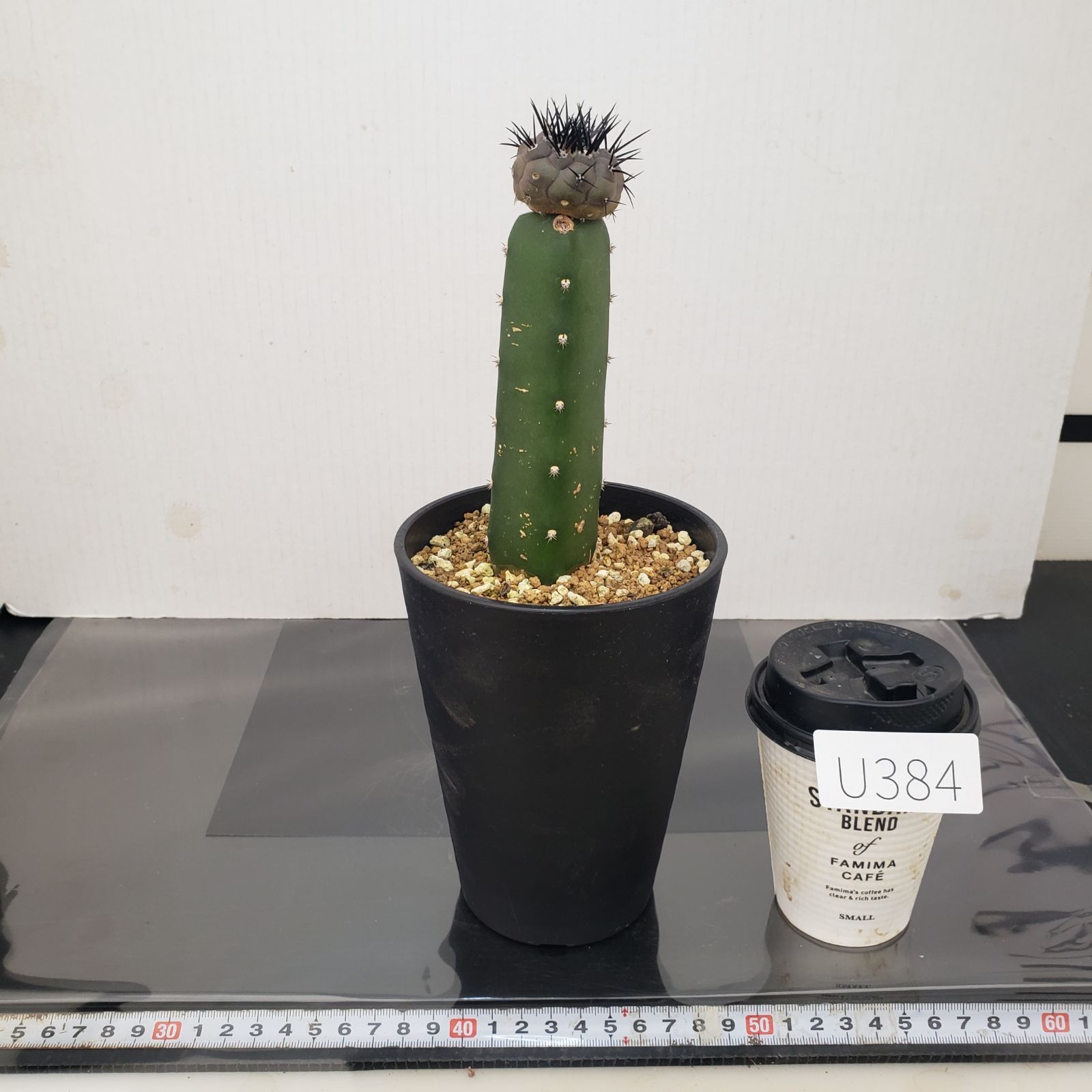 U384【自社養生株】コピアポア 黒王丸（接ぎ木・発根株・鉢植え