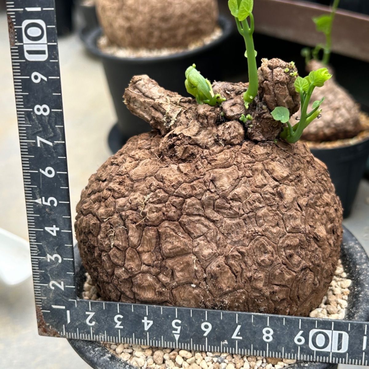 ※テル【極上美株/塊根植物】ステファニア スベローサ　特大美株　発根済み 極美株/塊根植物】ステファニア スベローサ セレクト中株 発根