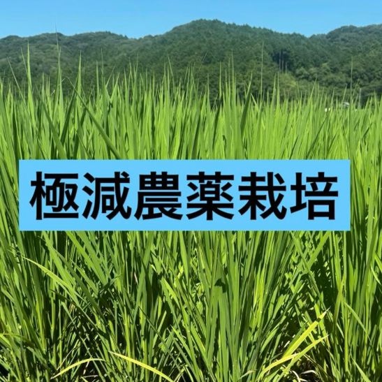 新米】大分県産 なつほのか 30kg 玄米 令和7年産 - メルカリ