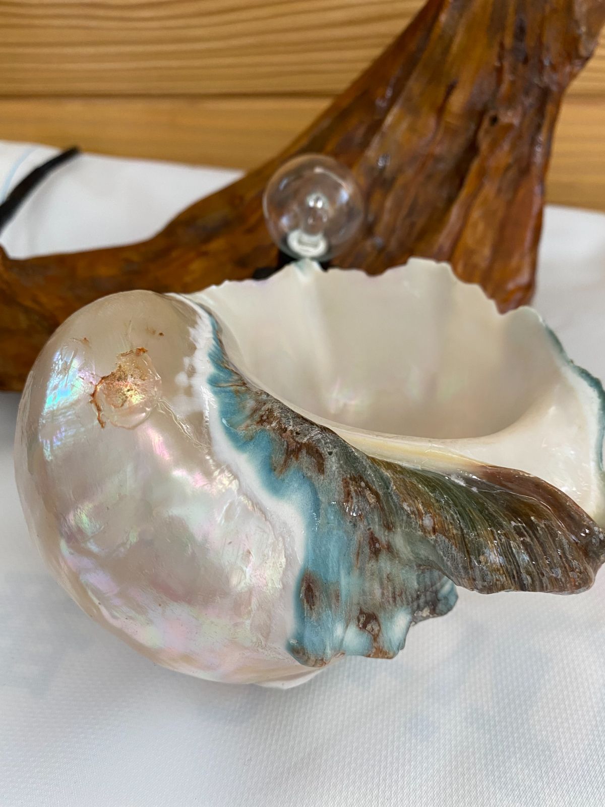世界にひとつの輝き。奄美大島の夜光貝『シェルランプ』 - 置物