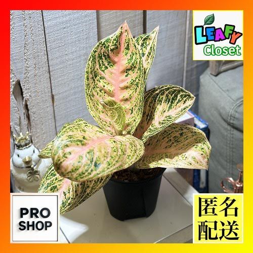 観葉植物 アグラオネマ ゴールデンドラゴン 3.5号スリット鉢(個体