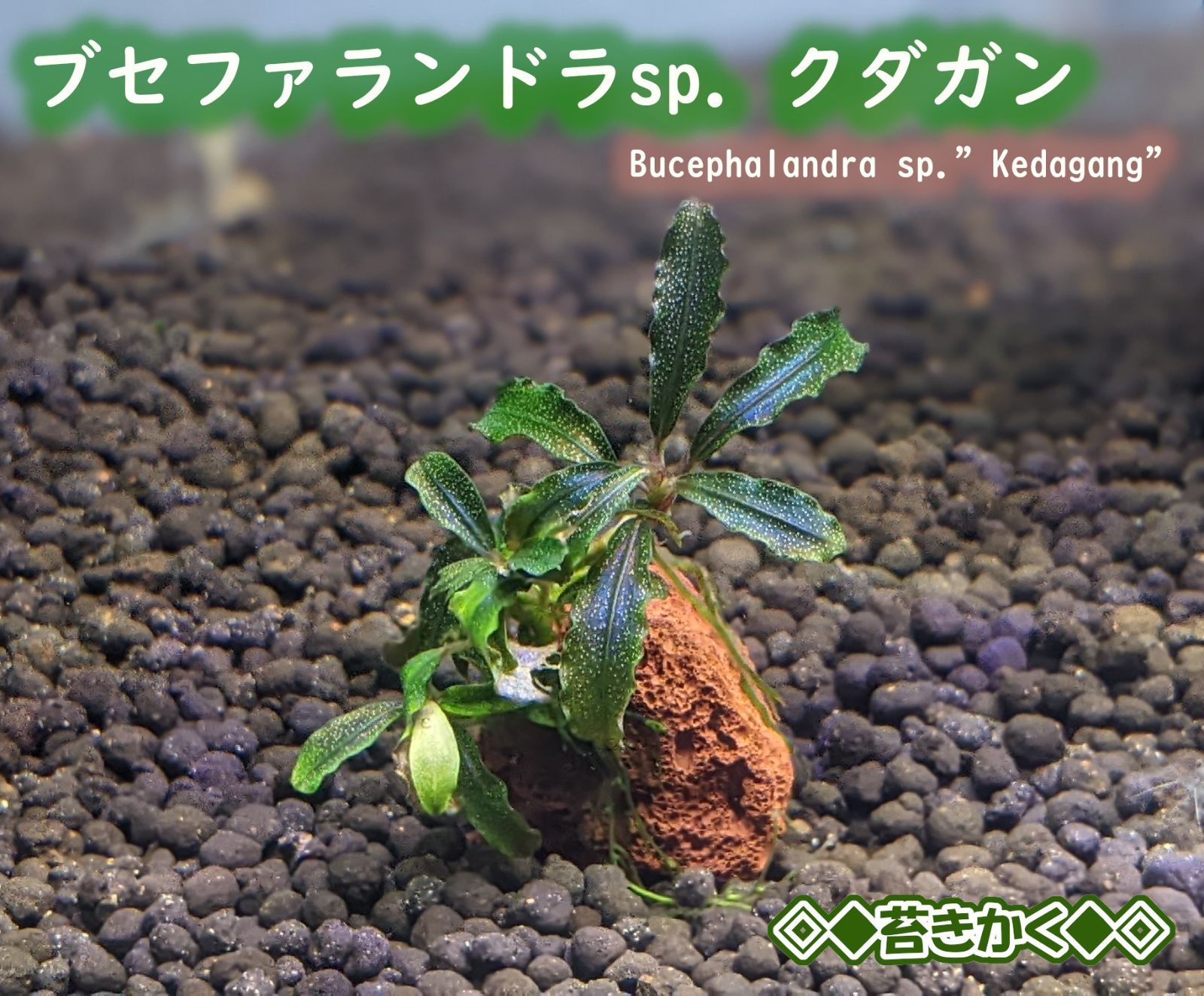 ◇ブセファランドラsp.クダガン＆溶岩石◇個体選択可◎水中育成