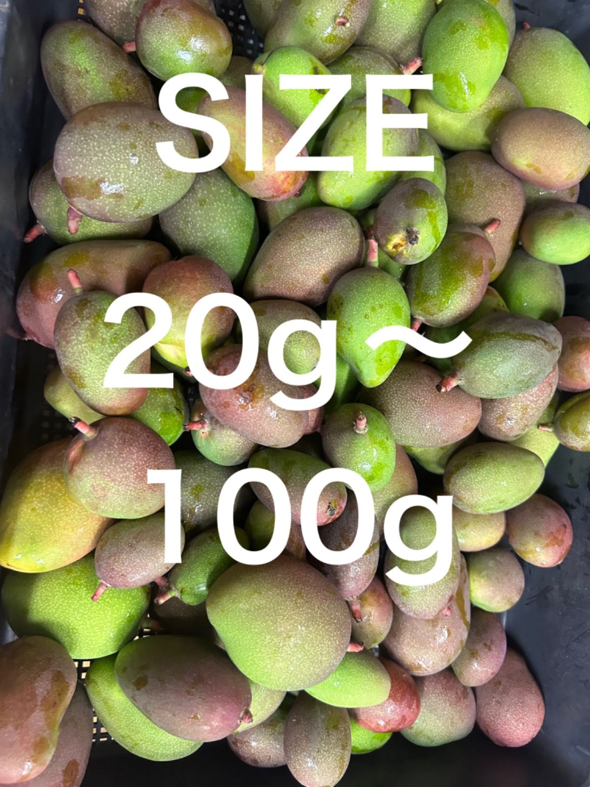 クール便 摘果マンゴー グリーンマンゴー 14kg