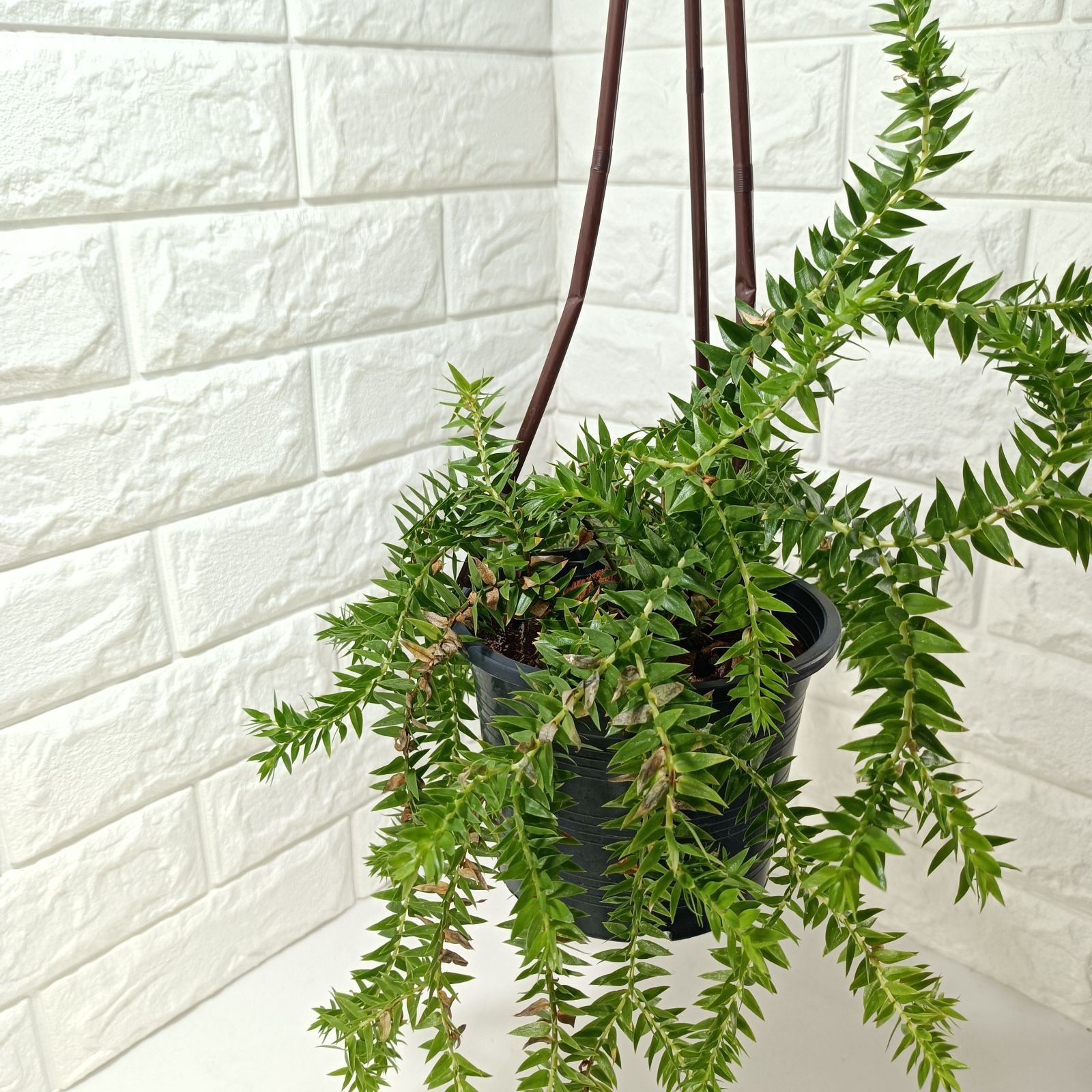 フペルジア ゴエベリーグリーン フペルジア・グリーンゴエベリー XL - 植物と暮らす m-plant