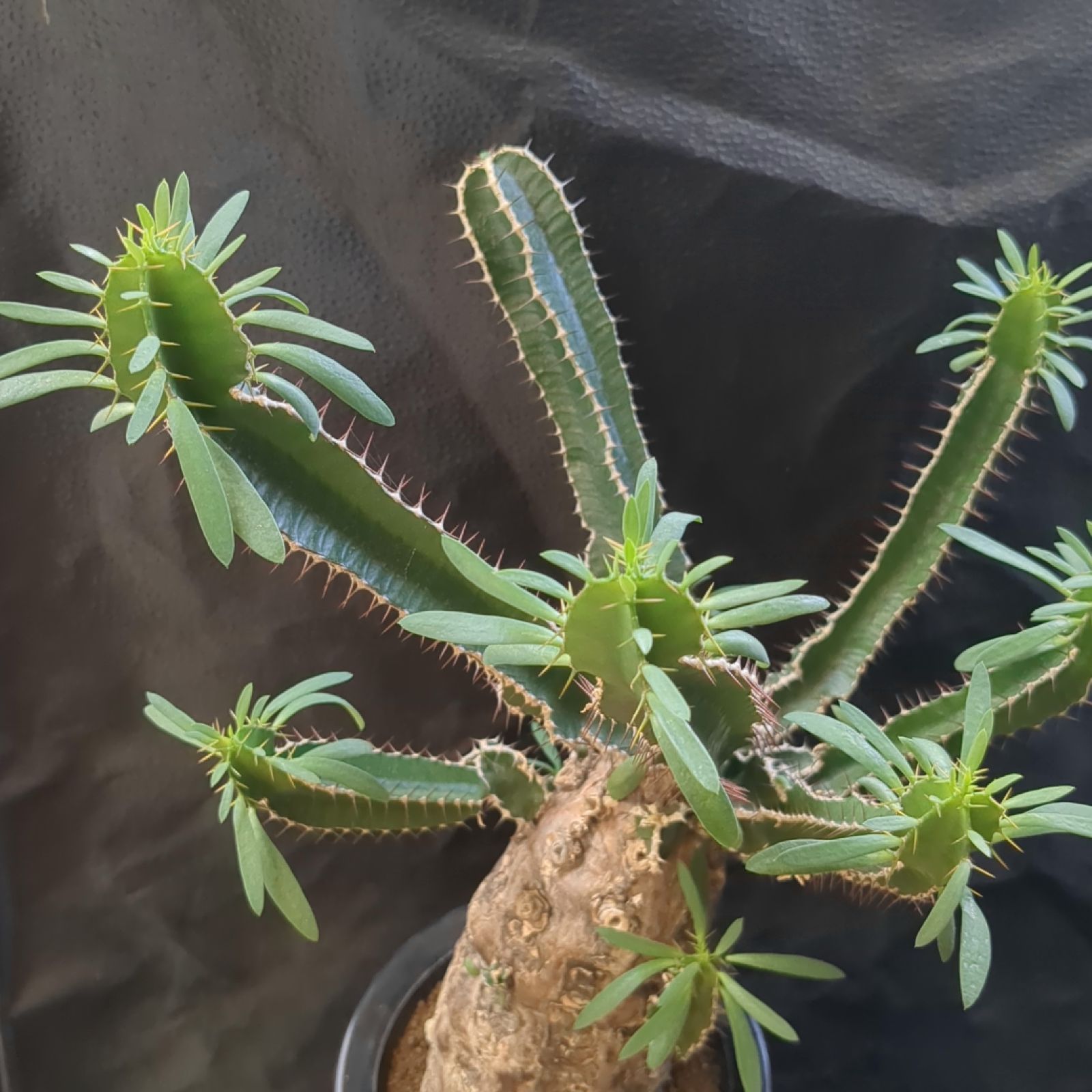 ユーフォルビア ムランジーナ【 稀有 】早いもの勝ち 鉢のまま