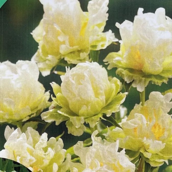 ○④グリーンハロー☆珍しい芍薬の苗☆写真現物 眠く