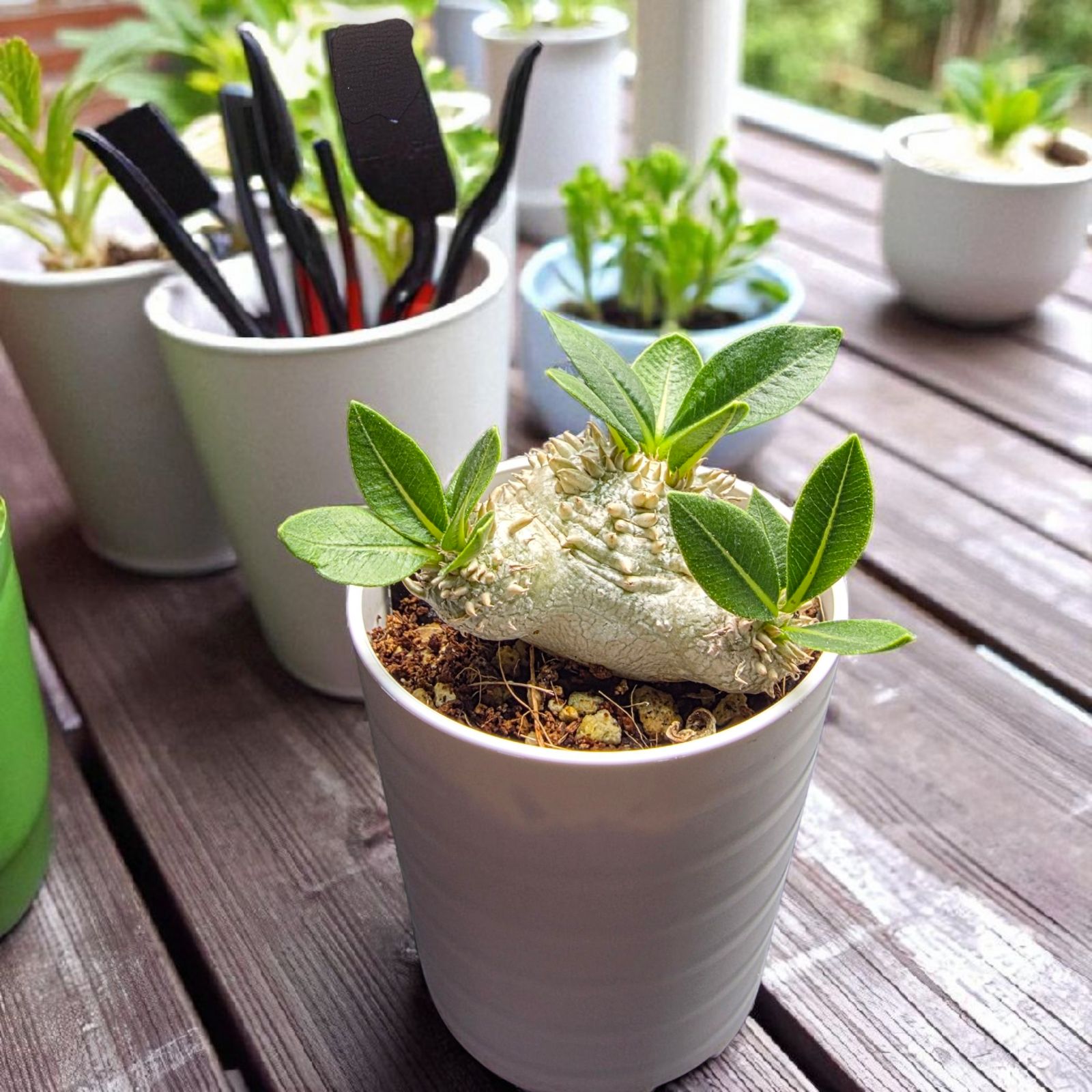 良形・人気種】パキポディウム・ブレビカウレ “恵比寿笑い